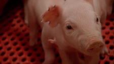 Undercover investigation of pig farm