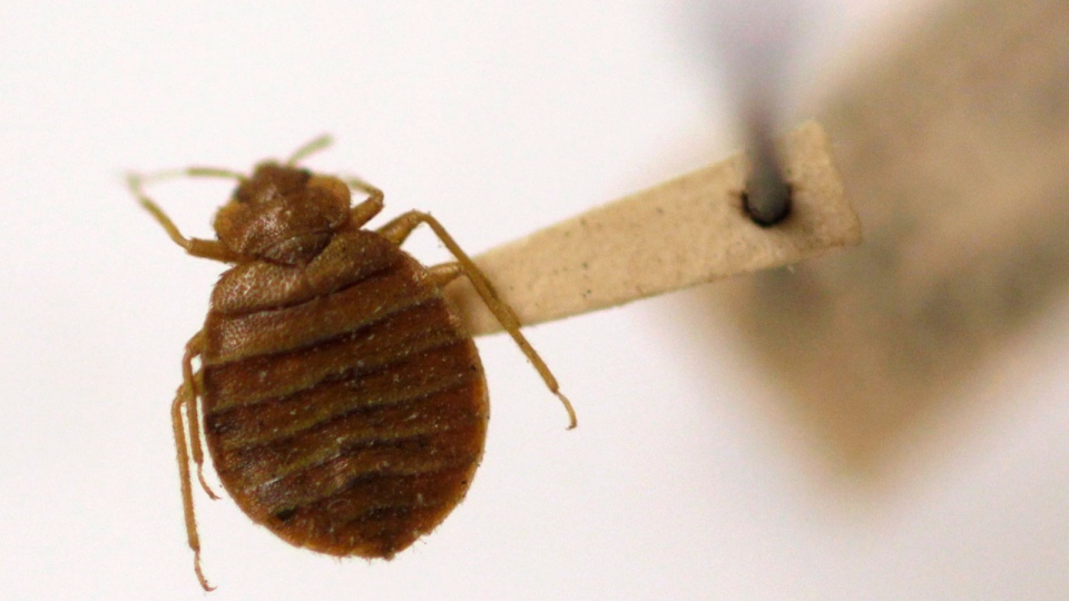 bed bug is displayed at the Smithsonian Institution National Museum ...