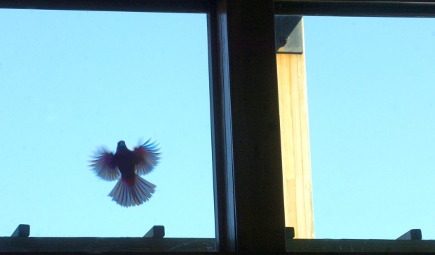 Bird flies into window before flying away