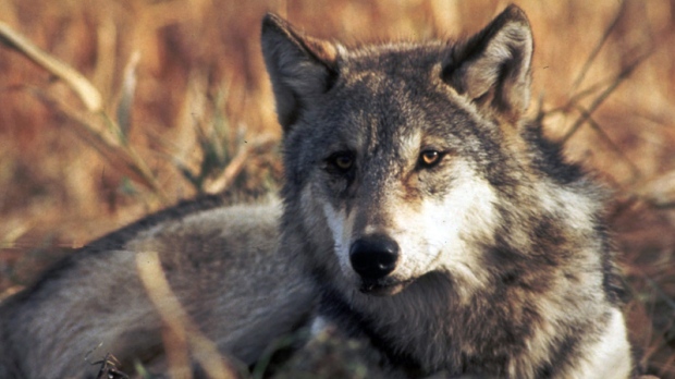 Plan to end grey wolf protections causes concern
