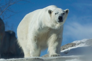 A polar bear is pictured in this at the Toronto Zoo is in this file photo from Thursday February 21, 2013. (Chris Young/The Canadian Press)
