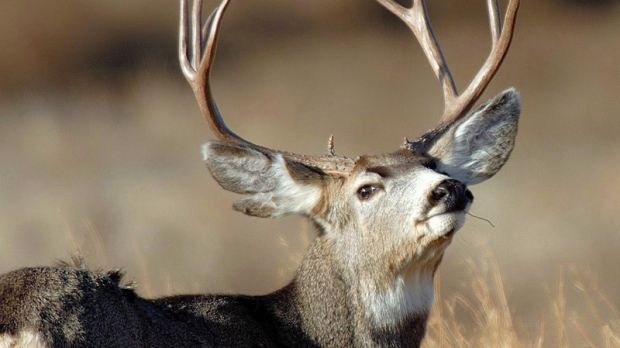 B.C. deer cull looming