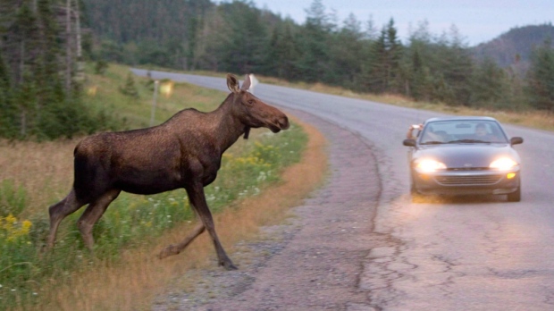 Image result for moose car accident canada