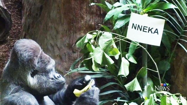  Papa gorilla chooses name 'Nneka' for female baby