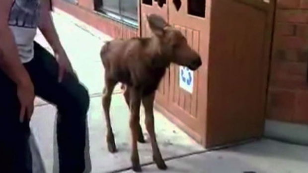 CTV News Channel: Baby moose found