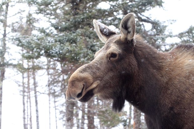 Moose mating program in Nova Scotia-New Brunswick