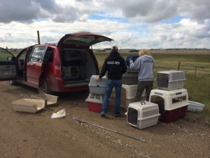 Volunteers stack dog crates after a horse trailer carrying rescue dogs from the U.S. rolled on a Alberta Highway 2 in central Alberta near Olds on Saturday Sept. 13, 2014. (Alberta Animal Rescue Crew Society)