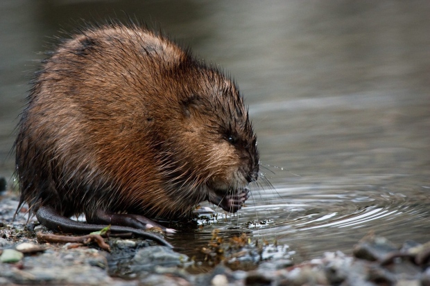 In this file photo, a muskrat feeds on the roots of a plant Wednesday, April 1, 2009 near Coeur d'Alene, Idaho after bringing his catch from Fernan Lake to the shore. (AP Photo/The Coeur d'Alene Press, Shawn Gust)
