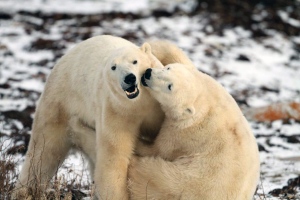 This undated web cam photo released Explore.org shows polar bears interacting with each other on the Hudson Bay's southwestern shore in Manitoba. Live webcams set up in and around Canada's Wapusk National Park allow anybody with an Internet connection to witness the migration. (Explore.org)