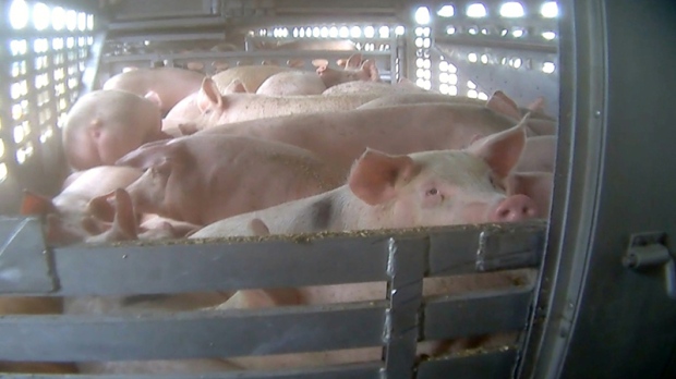 Pigs crammed on a trailer during transport.