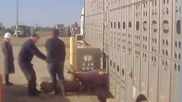 Pigs being pulled out of a transport truck.