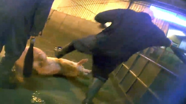 A pig being kicked while in a pen.