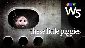 W5: an undercover investigation into how hogs are transported to market. Abuse, horrific conditions and little oversight.