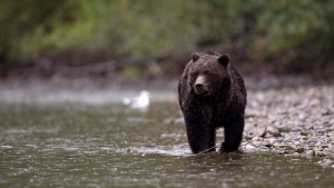 A grizzly bear fishes for salmon along the Atnarko River in Tweedsmuir Provincial Park near Bella Coola, B.C., in this Sept 11, 2010 file photo. (Jonathan Hayward / THE CANADIAN PRESS)