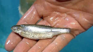 An endangered silvery minnow from the Dexter National Fish Hatchery. (The Associate Press / U.S. Fish and Wildlife Service)