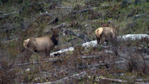 Elk are shown in Cypress County, Alta.