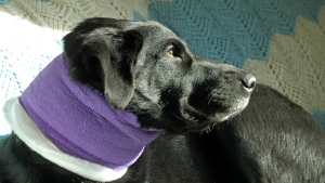 McLovin, a four-year-old black lab, recovers at home Saturday with bandages wrapped around his neck. He was stabbed Friday night attempting to stop a man from attacking his owner.