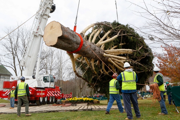 Rockefeller Christmas tree makes journey from Pennsylvania | CTV News