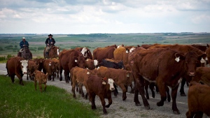 Cowboys move cows north west of Calgary, on May 28, 2013. (Jeff McIntosh / THE CANADIAN PRESS)