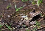 An Atlantic Coast Leopard Frog is shown in this handout photo. (Provided / New Jersey Department of Environmental Protection)