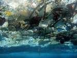 This 2008 photo provided by NOAA Pacific Islands Fisheries Science Center shows plastic debris in Hanauma Bay, Hawaii. (NOAA Pacific Islands Fisheries Science Center / AP Photo)