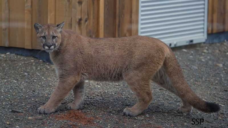 Cougar In Predator Mode Follows Cat Into Bc Mans Home Ctv News