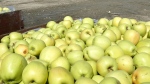 Bins of freshly picked golden delicious apples Tuesday Sept. 11, 2012. The B.C. company behind non-browning apples has been bought by an American corporation in a $41-million deal. (AP / Tri-City Herald, Bob Brawdy)