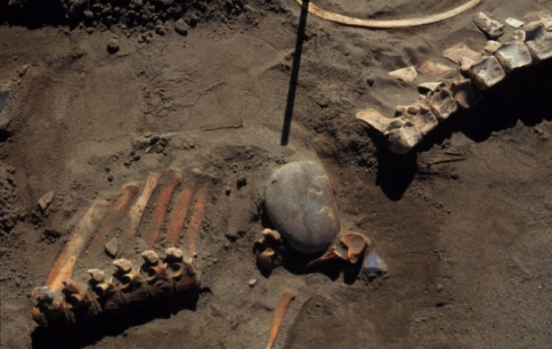 Ancient bones in Alberta