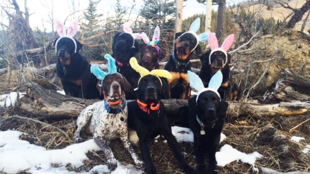 National Service Dogs Easter egg hunt