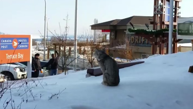 Lynx video goes viral
