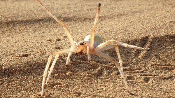 Cartwheeling spider