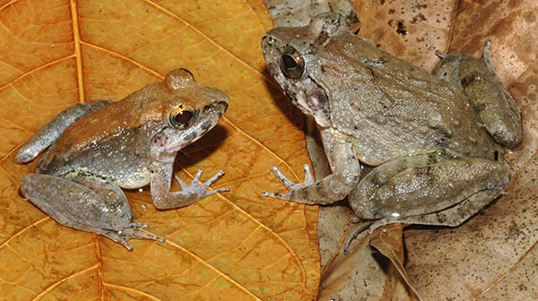 Indonesian Frog