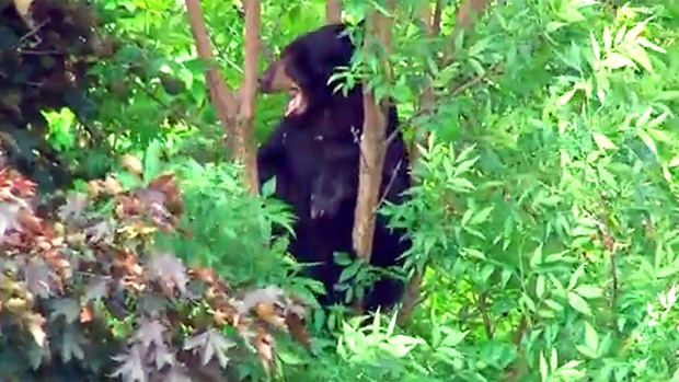 A black bear sits in a tree in Newmarket