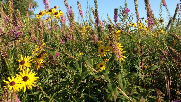 Native plants and meadows