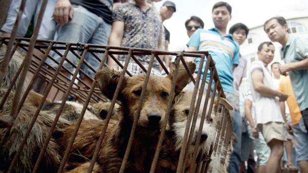 Dog meat festival in China