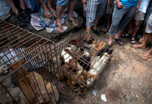 China dog meat