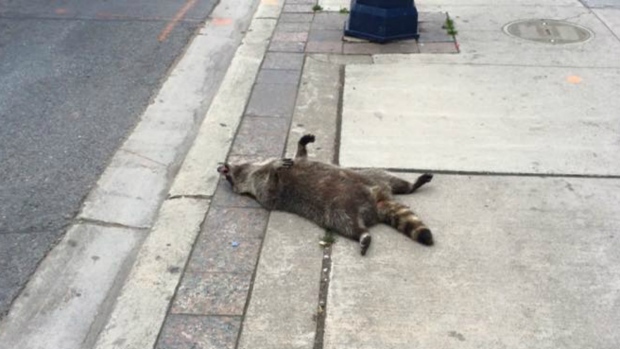 Dead raccoon in Toronto