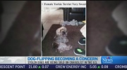 CTV News Channel: 'Dog-flipping' crimes online