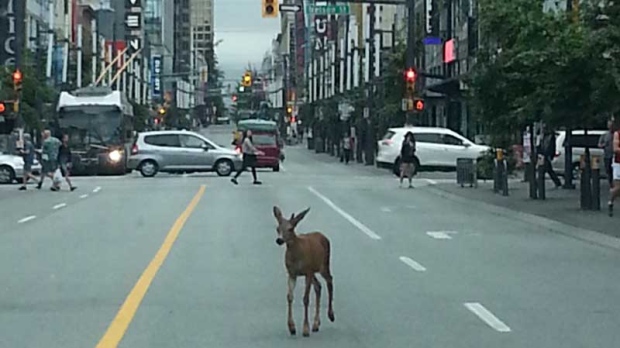 Downtown deer