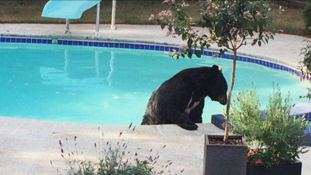 Bear in a pool