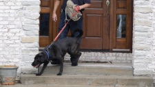 Police dog Bear finds key evidence in Fogle case