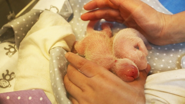 Two one-day-old giant pandas