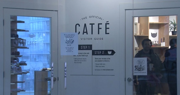 Vancouver’s First Cat Cafe