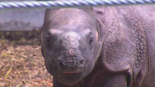 How much does a baby rhino weigh?