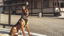 Marco - canine unit investigation