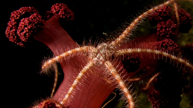 Scientists use brittle star to map ocean diversity