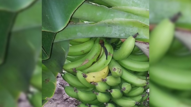 CTV News Channel: Growing bananas in Ontario