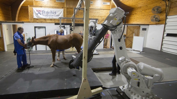 Vets hope robotic scan for horses could help humans - CTV News