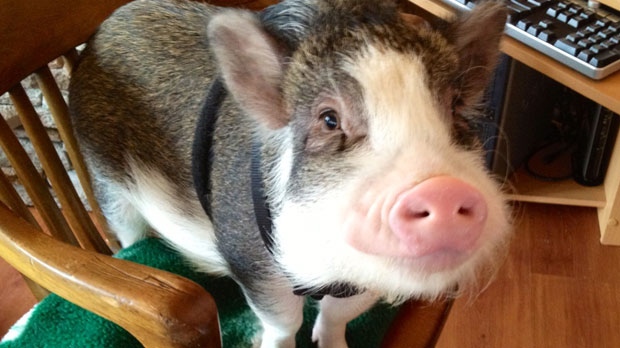 Swine support: Winnipeg woman gets to keep pot-bellied pig as service animal