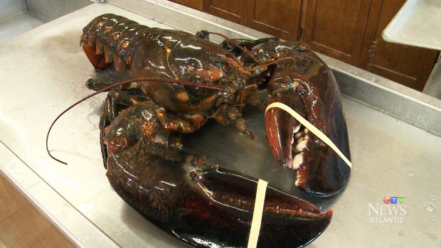 Vegan buys giant, 23-pound lobster and releases it back into Bay of Fundy